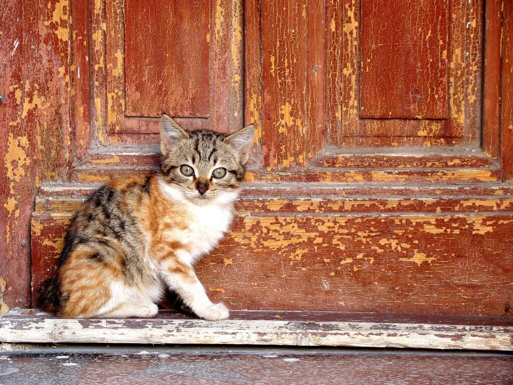 Drzwi balkonowe z klapą dla kota.